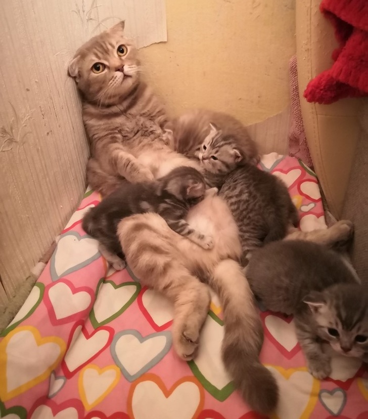 23 Provas de que ser mãe não é nada fácil