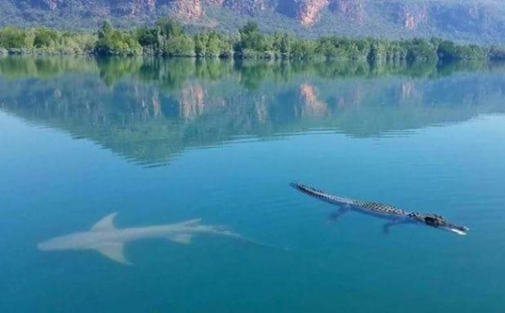 Australia especies peligros son amigos