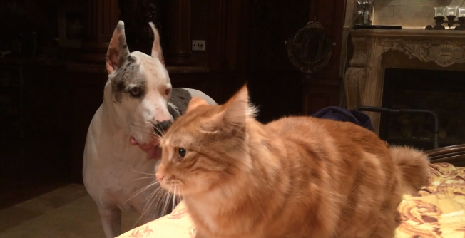 Hilarious Video Of A Dog Barking At A Cat Who Took His Favourite Spot ...