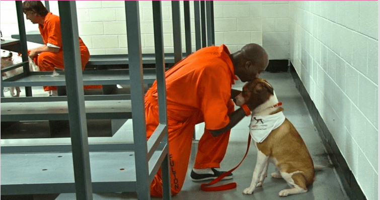 Image result for PRISONERS SHARE THEIR CELLS WITH A DOG AND IT HAS A MAGICAL EFFECT