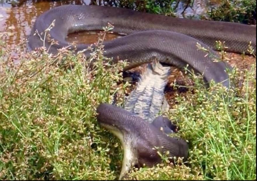 Photographs Show How A Crocodile Was Swallowed Whole By A Python In ...