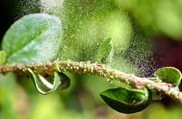 8 Formas inusuales de usar harina que te resultarán muy útiles