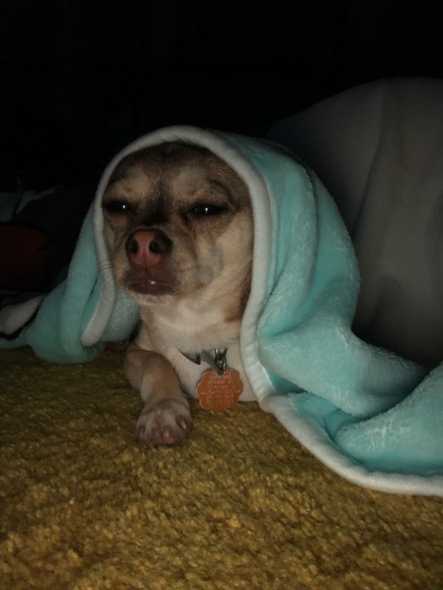 &quot;It&#x27;s 3 in the morning, Tom. What could POSSIBLY be so important?&quot;