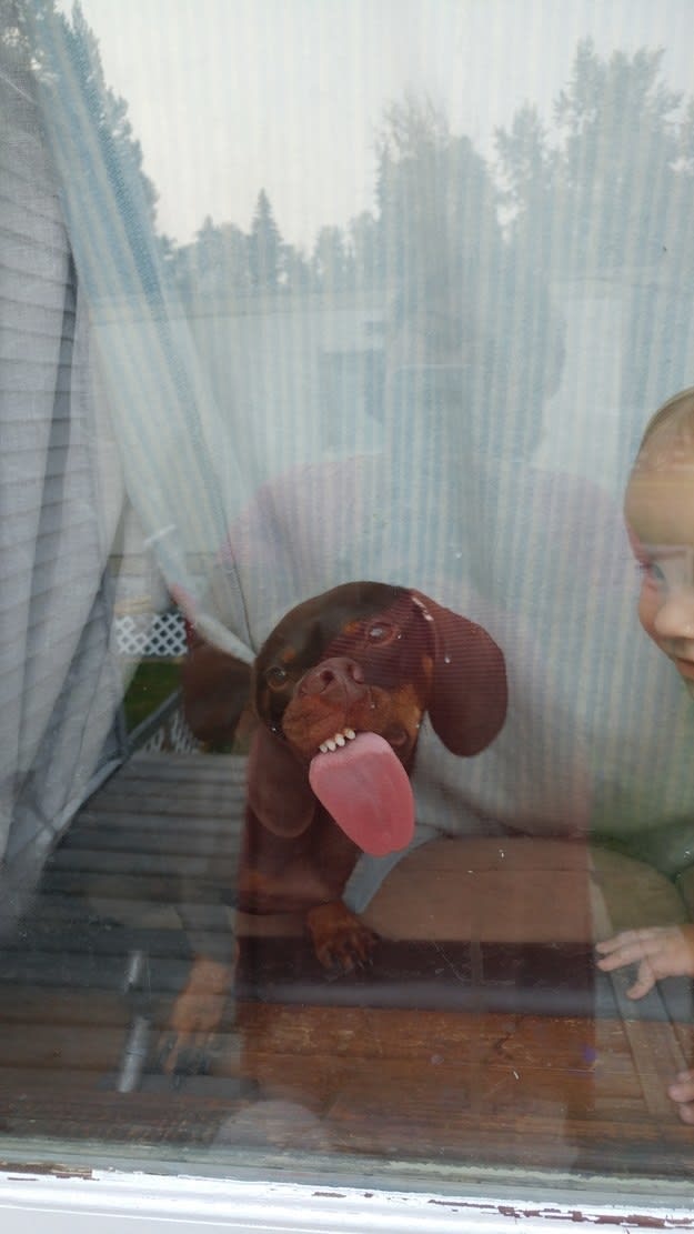 &quot;Lower your forcefield, hooman, so I can kiss you!&quot;