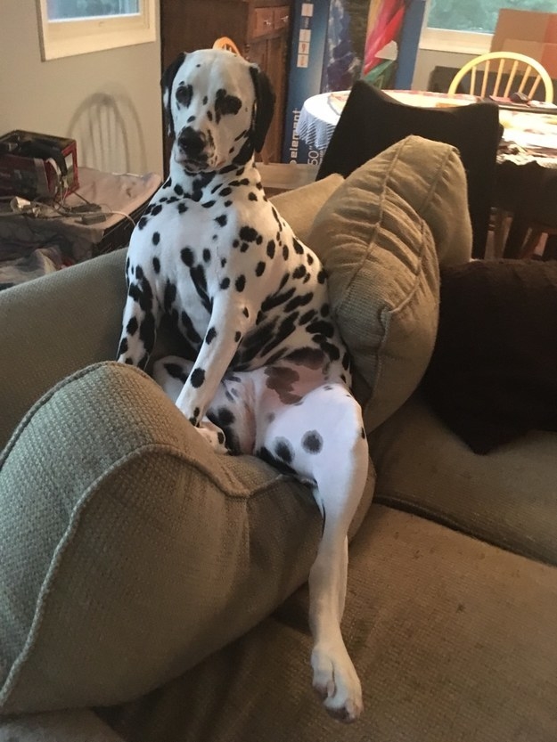 &quot;I don&#x27;t sit weird; YOU sit weird.&quot;