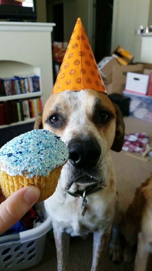 &quot;No one has to get hurt...just put down the cupcake and step away.&quot;