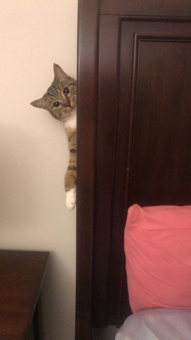 &quot;Psssst. PSSSTTT! Do you know where I can get some catnip? I&#x27;m...uh, asking for a friend.&quot;