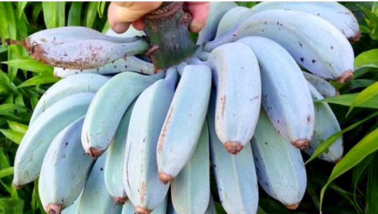 blue java banana peeled