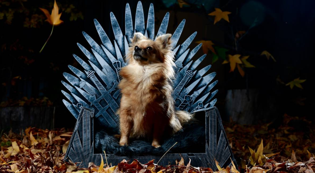 A Couple Created an Adorable Game of Thrones Theme Bed For Their Pet Dog Small Joys