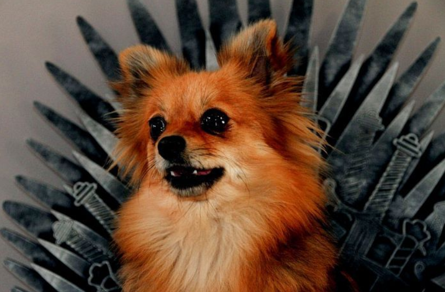 Un couple a créé un adorable lit sur le thème de Game of Thrones pour leur chien Vonjour