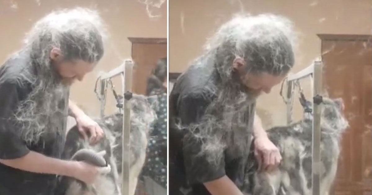 Video Of A Dog Groomer Covered In Husky’s Hair During His Regular Blow