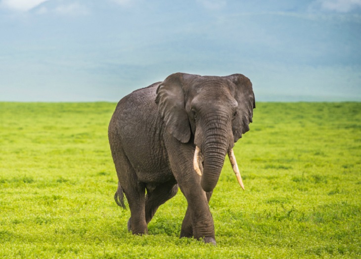 Resultado de imagen de elefante