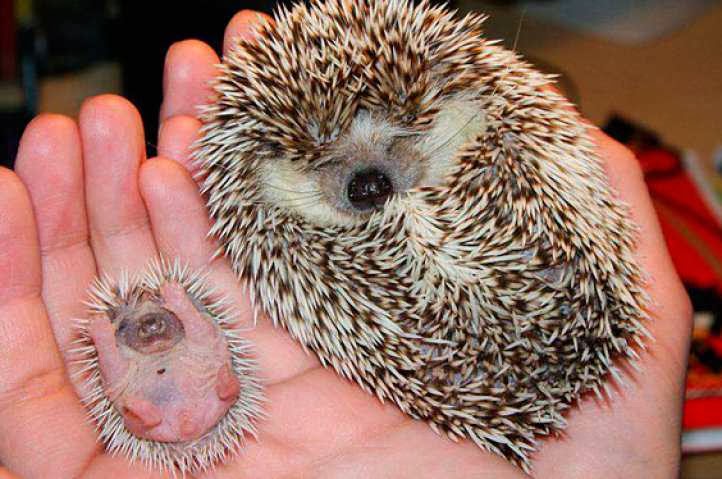 erizo y erizo bebe en mano durmiendo