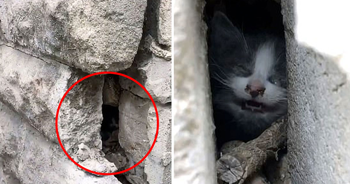 Heartbreaking Video Of A Tiny Kitten Who Got Trapped Between Two Cement