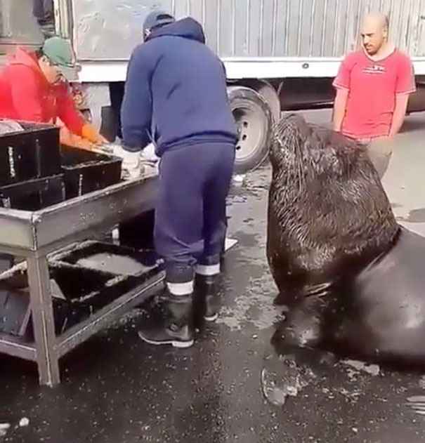 Un lion de mer gÃ©ant est entrÃ© dans le marchÃ© aux poissons