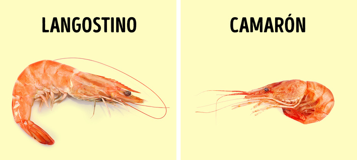 Cómo elegir mariscos que se pueden comer sin riesgo para la salud