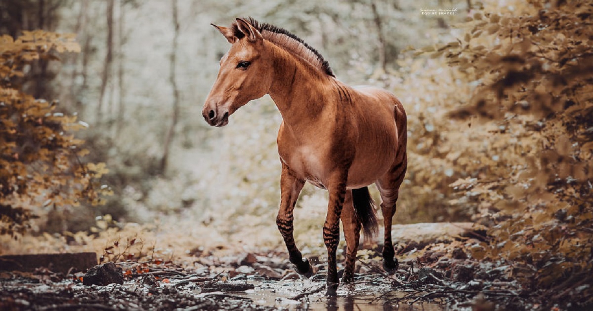 10 Beautiful Photos Of A 'Zorse' - A Hybrid Animal Most People Don't