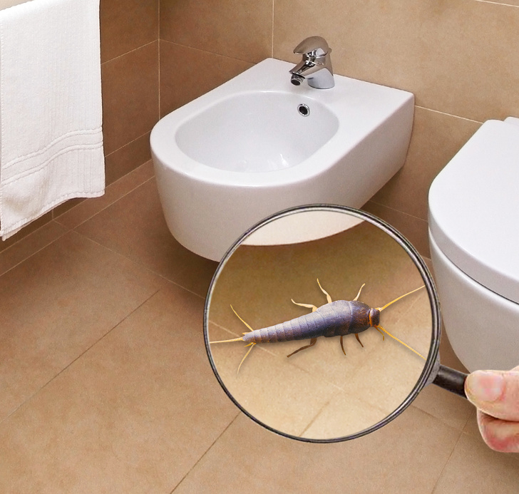 9 Сriaturas repugnantes con las cuales compartimos nuestro hogar