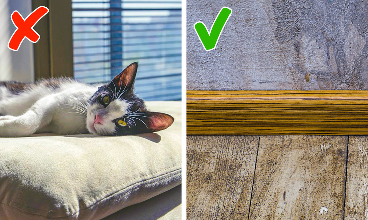 9 Сriaturas repugnantes con las cuales compartimos nuestro hogar