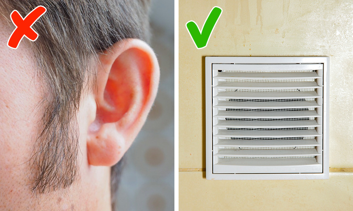 9 Сriaturas repugnantes con las cuales compartimos nuestro hogar