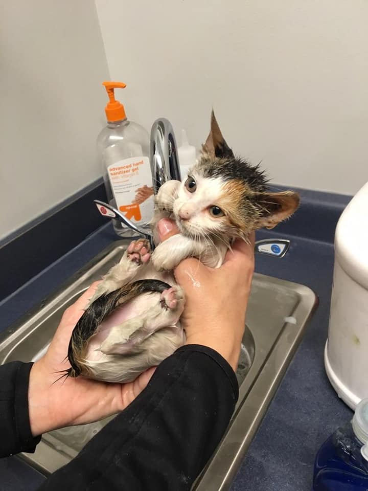 Unbelievable Moment When A Kitten, Covered in Hot Grease, Was Rescued ...