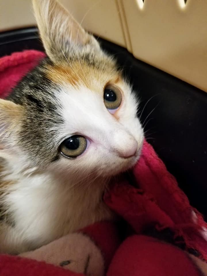 تصÙÛØ± Ù
ÛÚº ÛÛ Ø´Ø§Ù
Ù Û٠سکتا ÛÛ: ââØ¨ÙÙÙÛââ