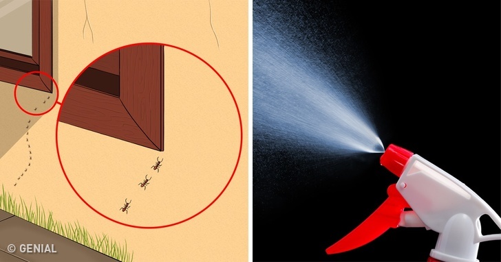 10 Maneras de evitar cualquier plaga o insecto en tu casa