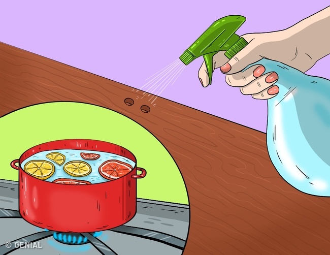 10 Maneras de evitar cualquier plaga o insecto en tu casa