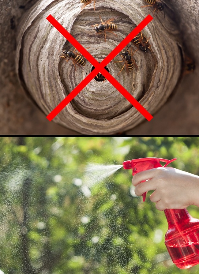 10 Maneras de evitar cualquier plaga o insecto en tu casa