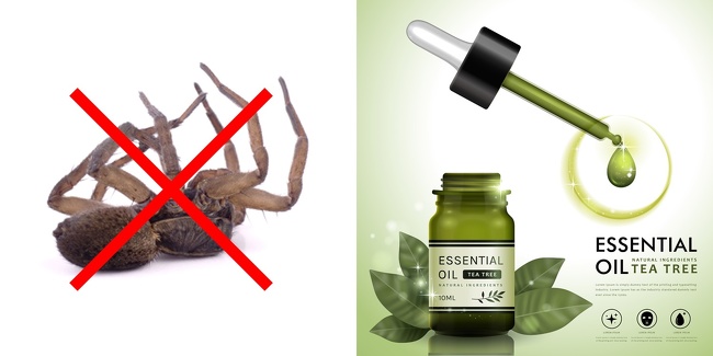 10 Maneras de evitar cualquier plaga o insecto en tu casa