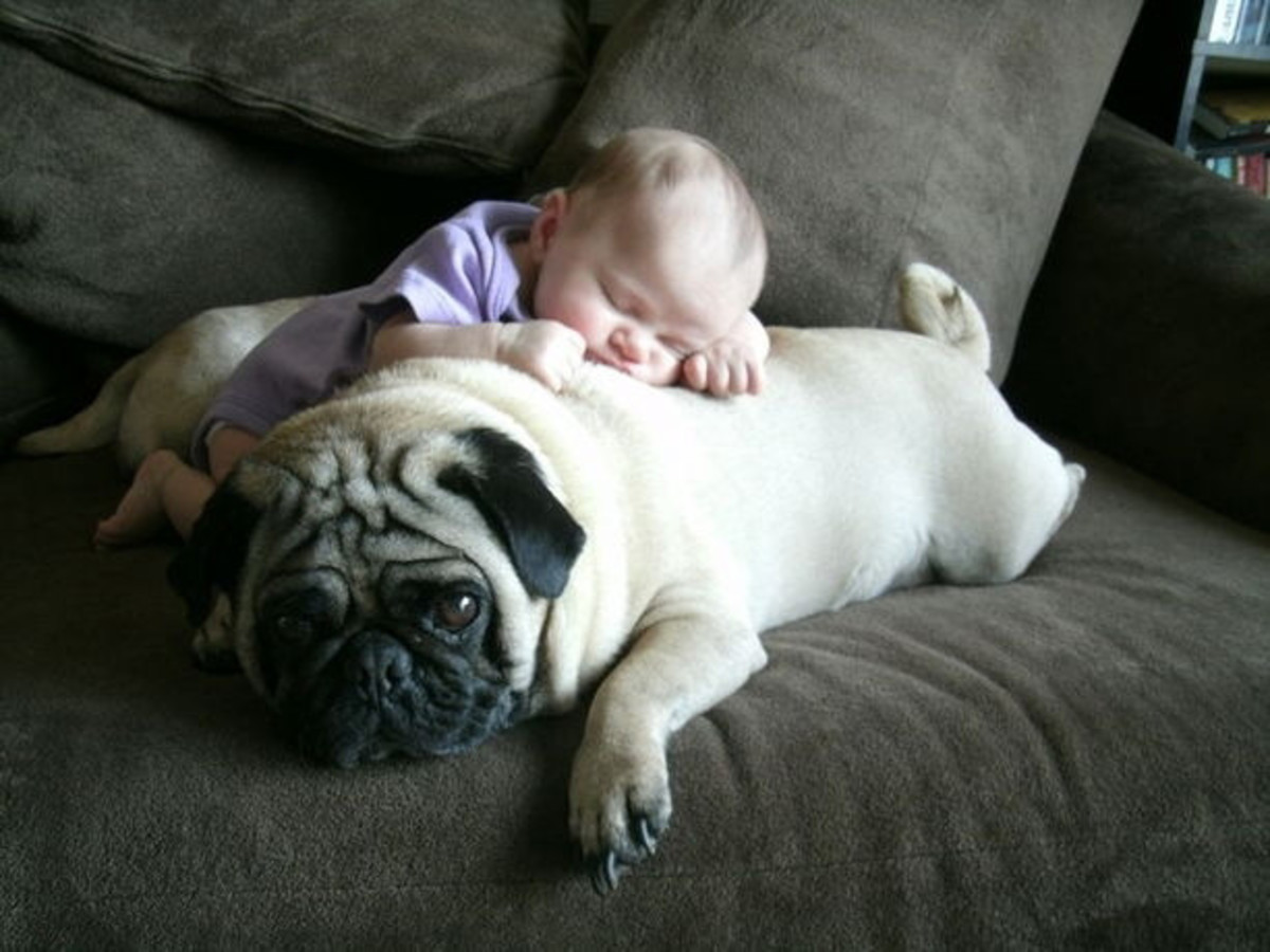sleeping dog pillow 3