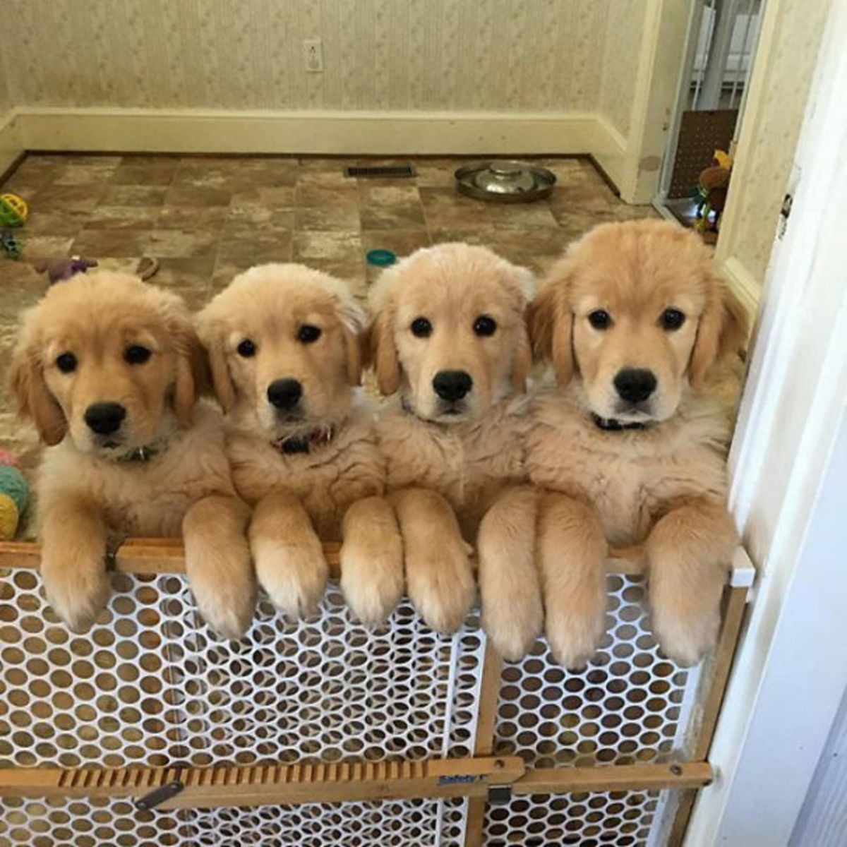 25 Photos That Prove Golden Retrievers Are The Cutest Puppies Small Joys