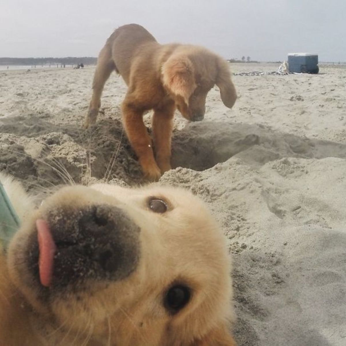 staygoldenrustyboy