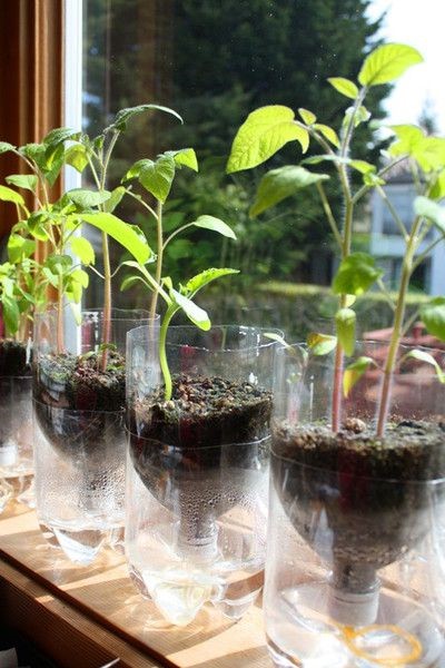 Resultado de imagen de Usa botellas de plástico como macetas
