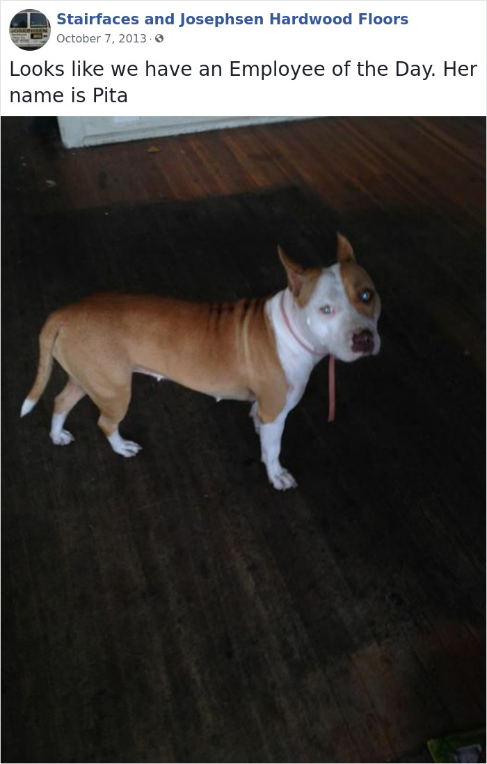 Dogs-Employees-Of-The-Week-Josephsen-Hardwood-Floor