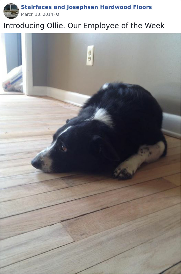 Dogs-Employees-Of-The-Week-Josephsen-Hardwood-Floor