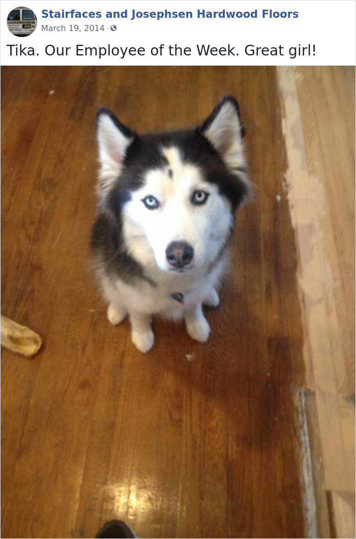 Dogs-Employees-Of-The-Week-Josephsen-Hardwood-Floor