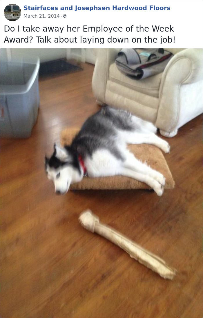 Dogs-Employees-Of-The-Week-Josephsen-Hardwood-Floor