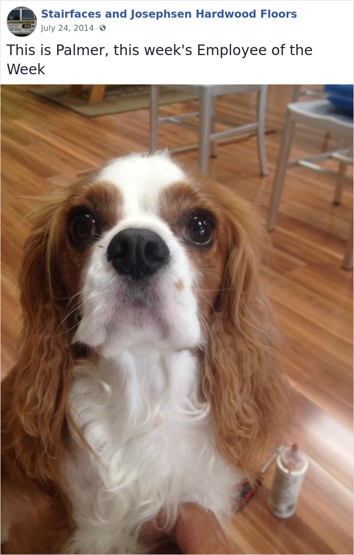 Dogs-Employees-Of-The-Week-Josephsen-Hardwood-Floor