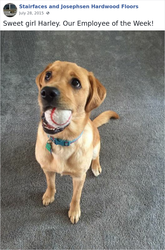 Dogs-Employees-Of-The-Week-Josephsen-Hardwood-Floor