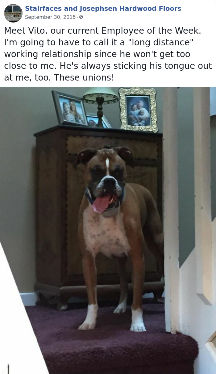 Dogs-Employees-Of-The-Week-Josephsen-Hardwood-Floor