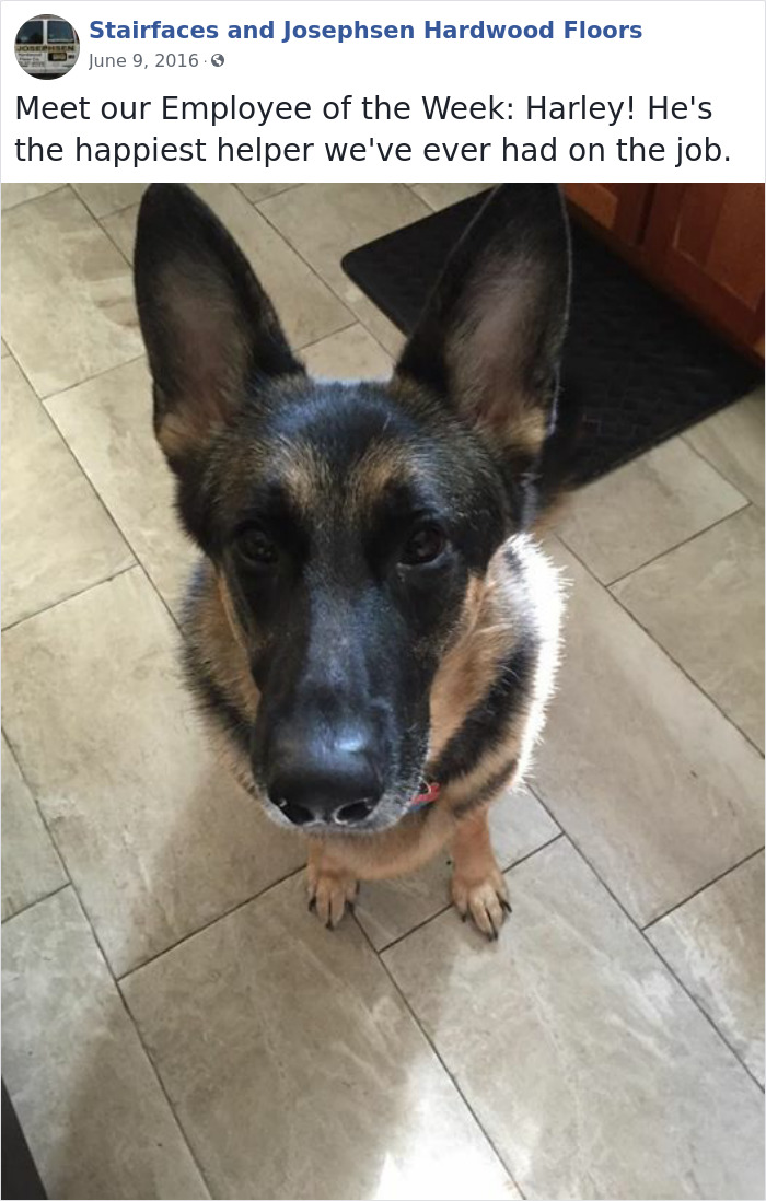 Dogs-Employees-Of-The-Week-Josephsen-Hardwood-Floor