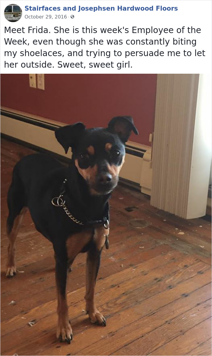 Dogs-Employees-Of-The-Week-Josephsen-Hardwood-Floor