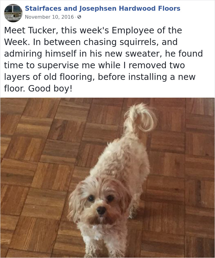 Dogs-Employees-Of-The-Week-Josephsen-Hardwood-Floor