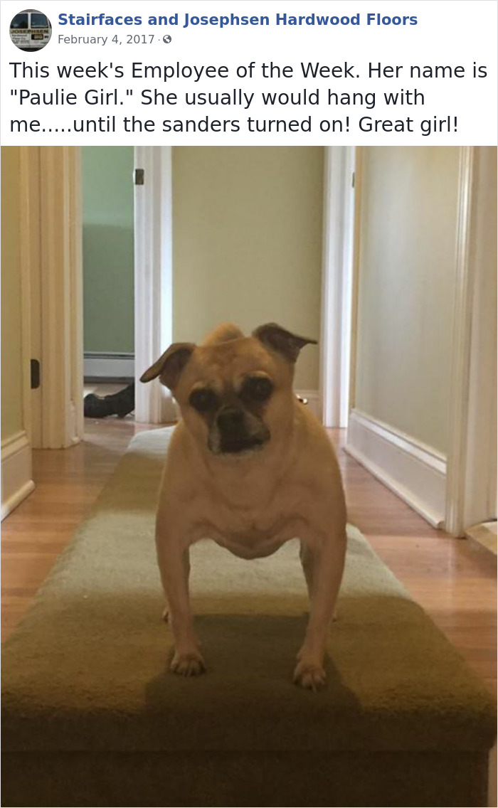 Dogs-Employees-Of-The-Week-Josephsen-Hardwood-Floor