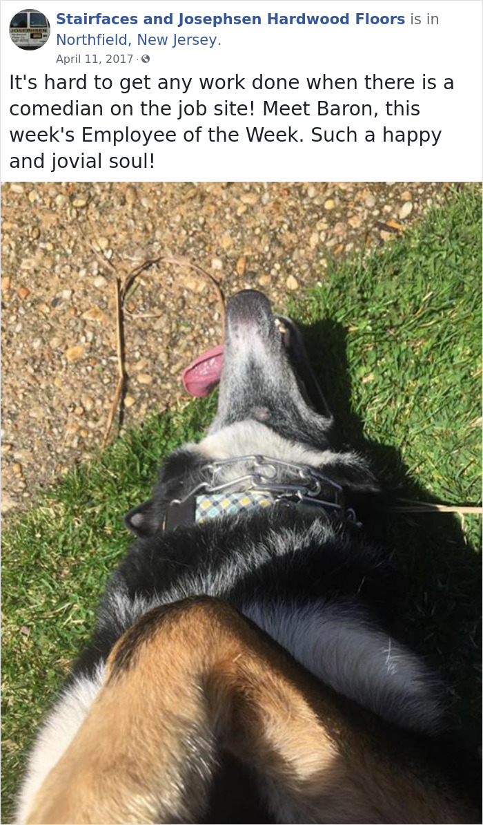 Dogs-Employees-Of-The-Week-Josephsen-Hardwood-Floor