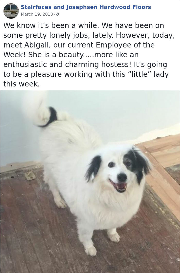 Dogs-Employees-Of-The-Week-Josephsen-Hardwood-Floor
