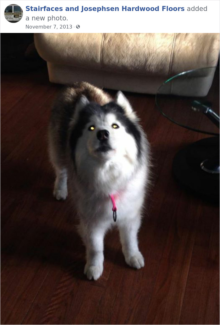 Dogs-Employees-Of-The-Week-Josephsen-Hardwood-Floor