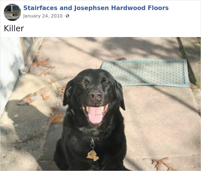Dogs-Employees-Of-The-Week-Josephsen-Hardwood-Floor