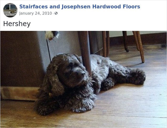 Dogs-Employees-Of-The-Week-Josephsen-Hardwood-Floor